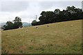 SO7239 : Sheep near Upper Mitchell Farm by Oast House Archive