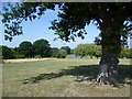 Old oak in Cuddington Recreation Ground