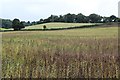 Crop field near Bush Farm and Strangwood Farm