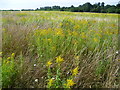 Grassland on Warren Farm