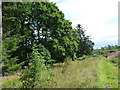 Strip of oak trees