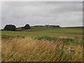 Grassland at Doddington Northmoor