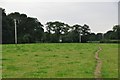 Mid Devon : Grassy Field