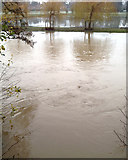 SP2965 : River Avon by Emscote Gardens, Warwick 2012, November 24, 08:33 by Robin Stott