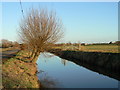 Pollarded willow by the River Sheppey at Godney