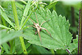 Nursery Web Spider (Pisaurina mira)