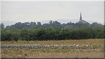 NT3473 : Roost, Musselburgh ash lagoons by Richard Webb