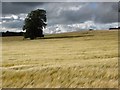 Barley field at Pettinain