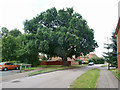 Large oak near Bewbush Manor House, Crawley