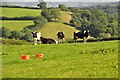 Mid Devon : Grassy Field & Cattle