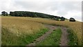 Wheat, Shotton