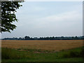 Wheat Stubble