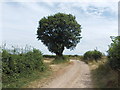 Tree by Hollinhill Lane - east of Hayton