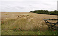 NZ2055 : Barley field on east side of Beamishburn Road by Trevor Littlewood