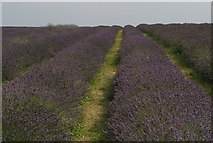 TQ2760 : Lavender growing, Mayfield Farm by Christopher Hilton