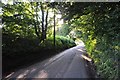 Mid Devon : Country Lane