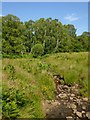 Tributary of the Carnock Burn