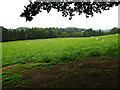 Grazing field from the Llwybr Maelor Way