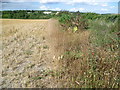 Field edge near Ladds Lane