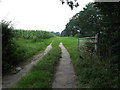 Public footpath beside a field of sweetcorn