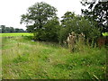 Pond in a field