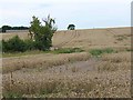 Wheat field at Springfield Farm, North Cowton