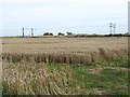 NZ3202 : Wheat field at Birkby by Oliver Dixon