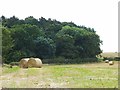 Field and wood near Plantema Farm