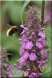 HP6414 : Shetland Bumblebee (Bombus muscorum agricolae), Norwick by Mike Pennington