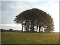 Small clump of trees in a field at Coombshead