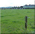 Pasture and cows at Kennel Farm