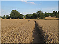 Tractor Tracks through the wheat, Bardfield Saling