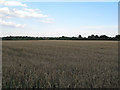 Barley field, near Hitchcocks, Crow