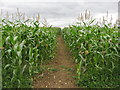 Path through the maize near Stanley Downton