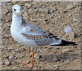 J4774 : Juvenile black-headed gull, Kiltonga, Newtownards (1) by Albert Bridge