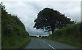 Tree shaped by the wind north of Stibb Cross