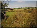 SS6815 : Rushy field by Longmoor Wood by Derek Harper