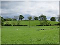 Cattle, Muckcroft