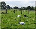 Eshott Heugh Animal Park