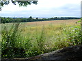 Walton Downs from Kingswood Road