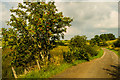 Roadside Rowan