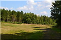 Clearing in Vinehall Forest