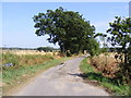 Leafy Oak Lane, Howe