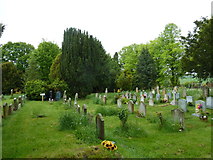 ST9917 : St Mary, Sixpenny Handley: churchyard (g) by Basher Eyre