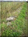 Remains of a stone wall boundary