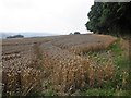 ST0630 : Field of wheat, Higher Whitefield Farm by Roger Cornfoot