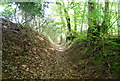 Woodland footpath