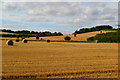 SU2031 : Golden harvest fields near Pitton by David Martin