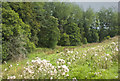 Thistledown in the foreground at Higher Laithe