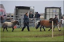 HP6312 : Ponies in the show ring at the Unst Show 2013 by Mike Pennington